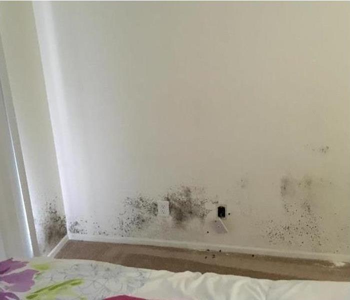 Black spots of mold on a white wall
