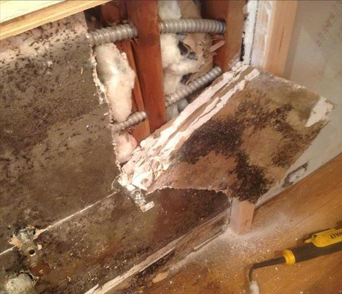 Mold in walls