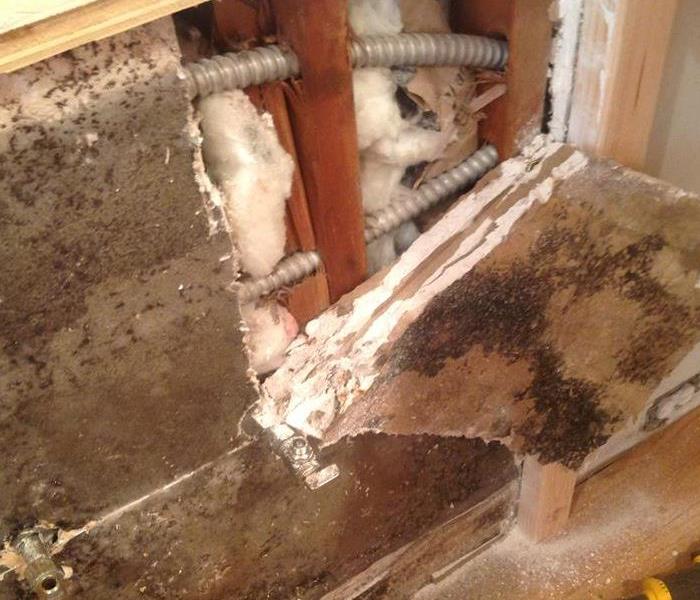 Mold in walls