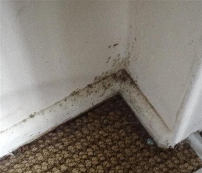 Mold growth on the baseboard and wall